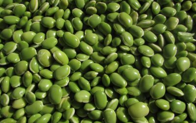 Pulse & Special Crops Industry Partners with CN Railway to Improve Rail Reliability